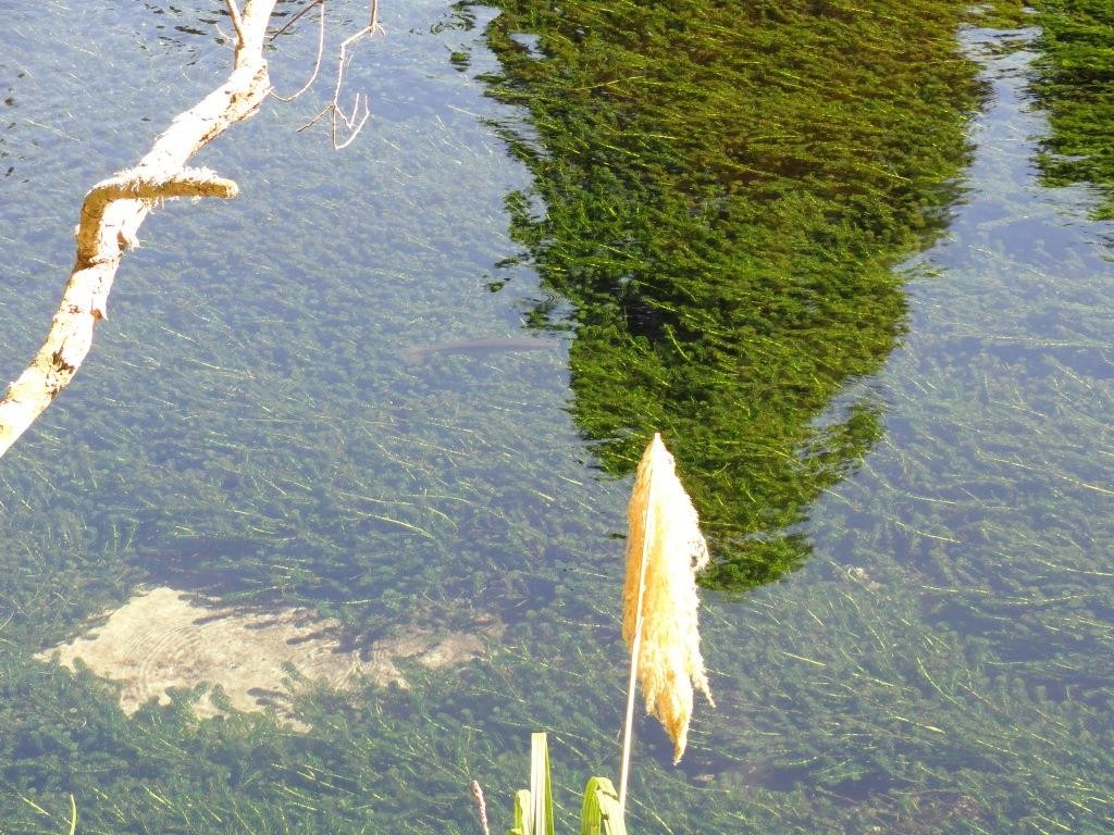 Trout cruising