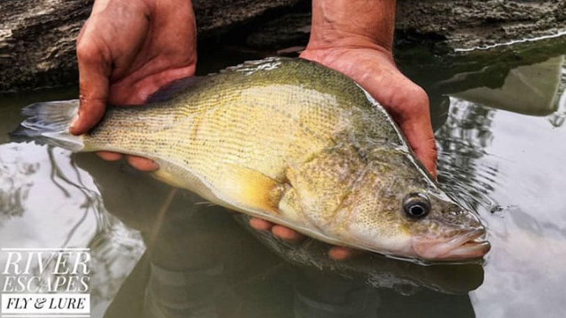 How to Fly Fish for Yellowbelly (Golden Perch) - Cam McGregor Free